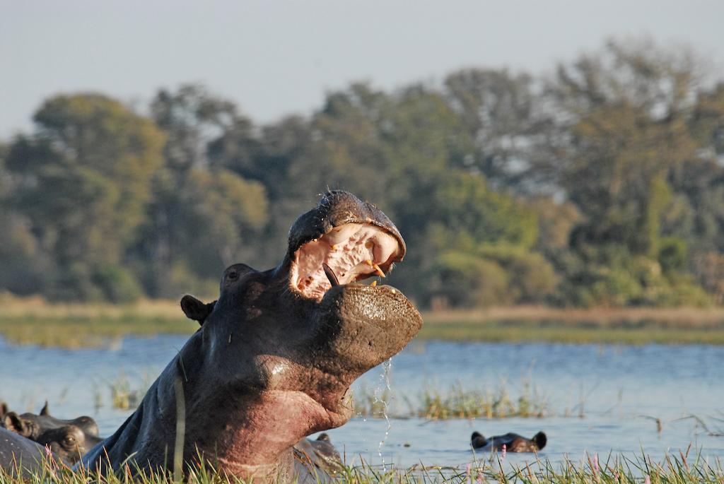 Divava Okavango Resort And Spa Bagani Esterno foto